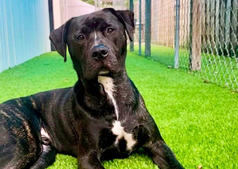 Carousel Slide 9: Bear - Enjoying our clinic's backyard runs!