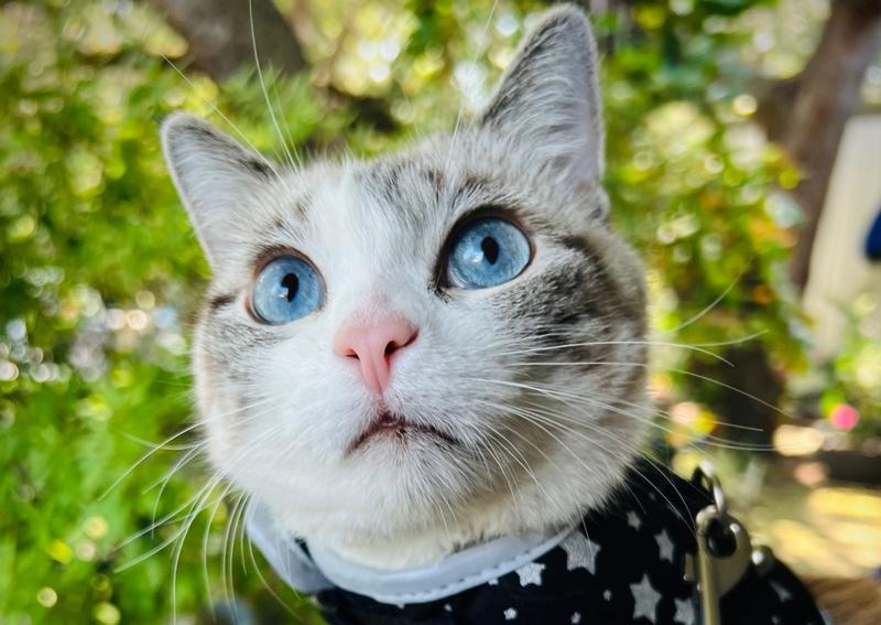 Carousel Slide 12: Our clinic cat, Blueberry!